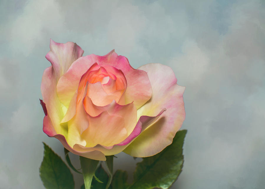 Rose In The Clouds Photograph by Cathy Kovarik