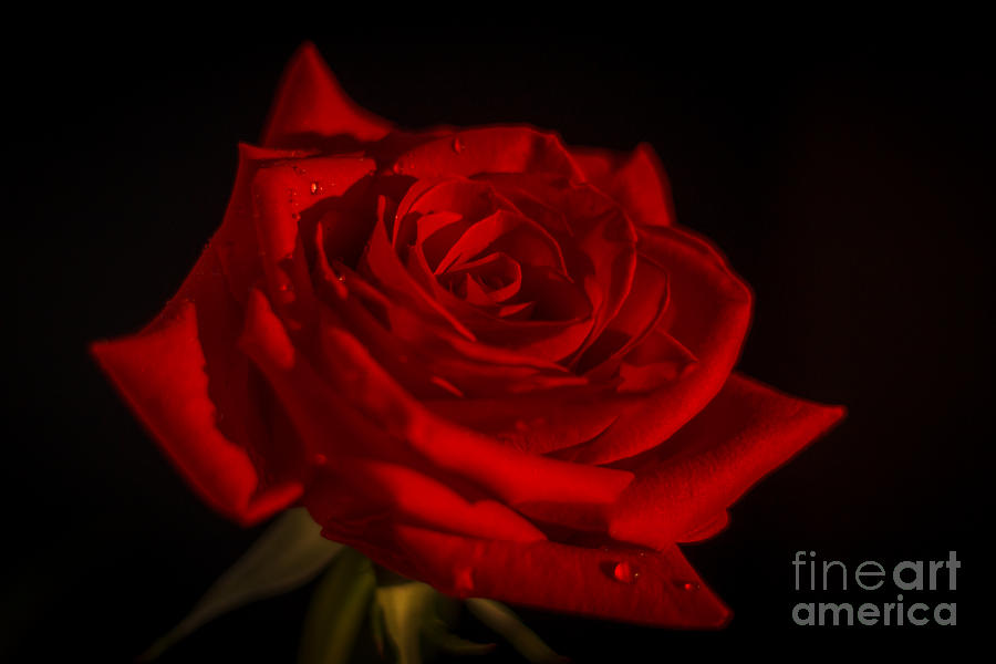 Rose Photograph - Rose In the Dark by Lisa Knauff