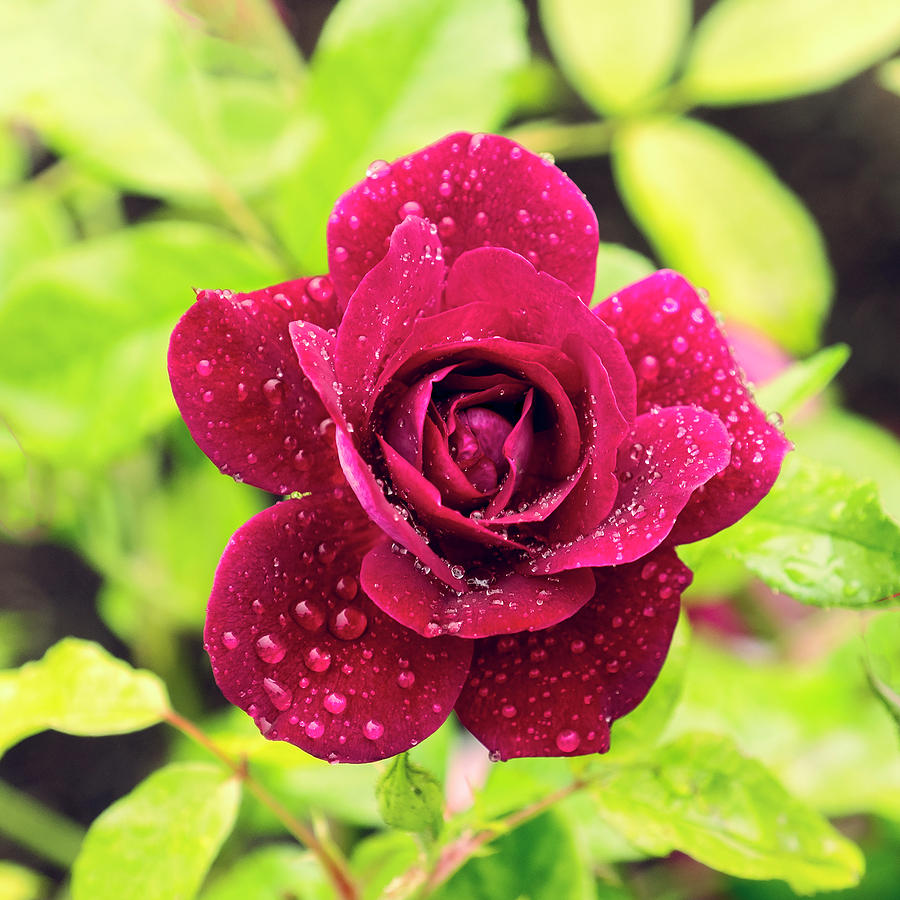 Nature Photograph - Rose in the Rain by Catherine Reading