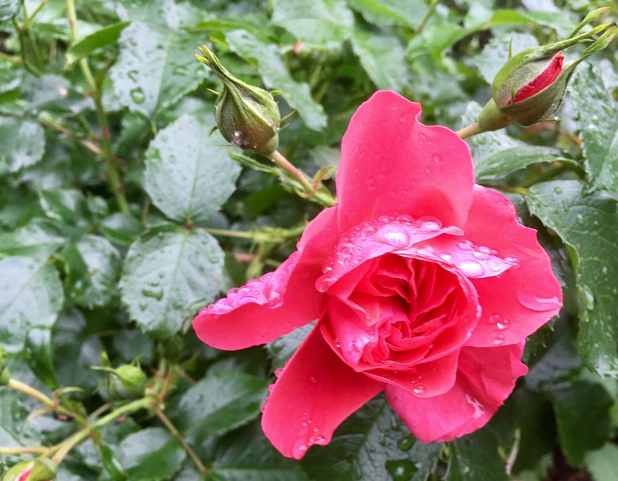 Rose in the rain Photograph by Marina Usmanskaya