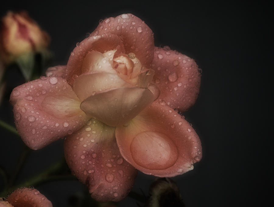Rose Photograph - Rose in the Rain by Richard Cummings