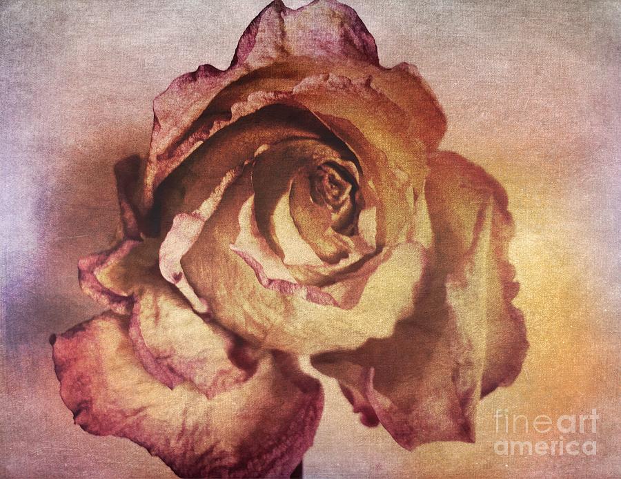 Rose in Time Photograph by Onedayoneimage Photography
