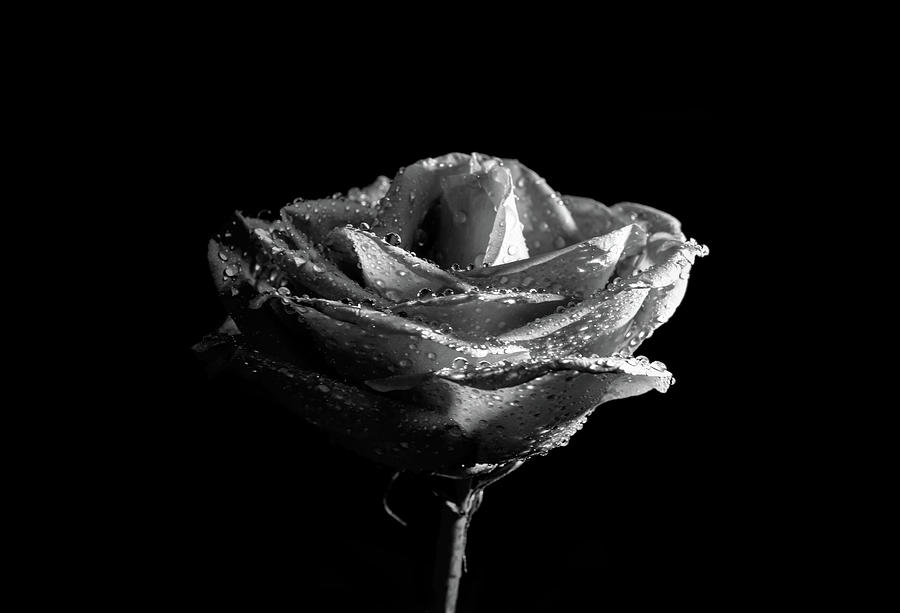 Rose is black and white 4 Photograph by Lilia S