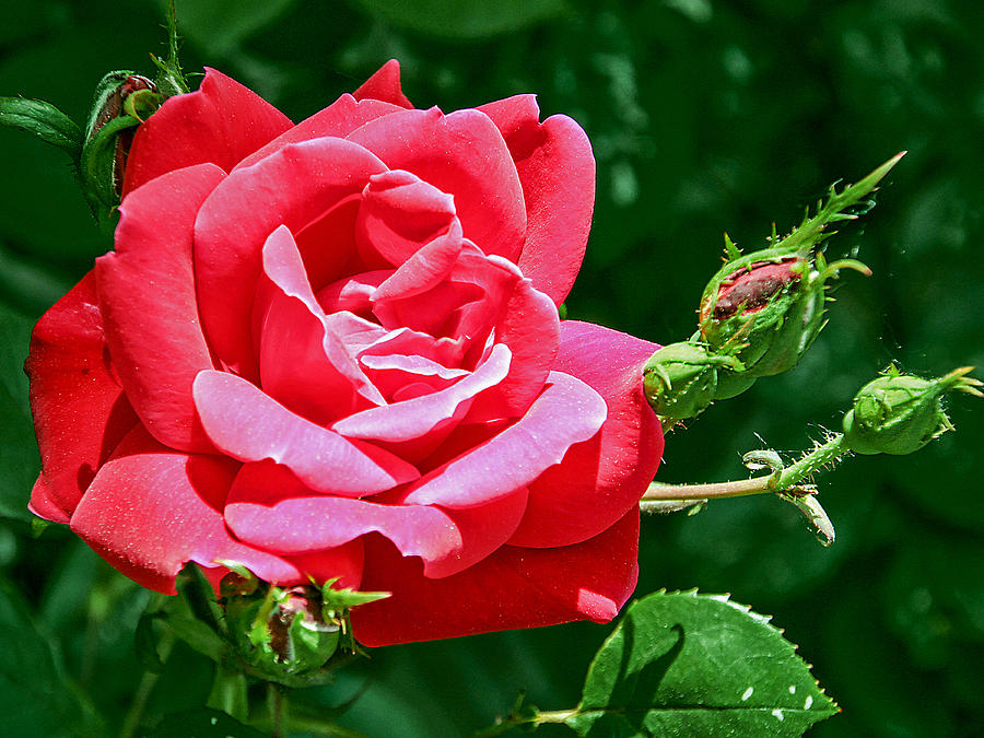Rose is its Name Photograph by Bob Slitzan