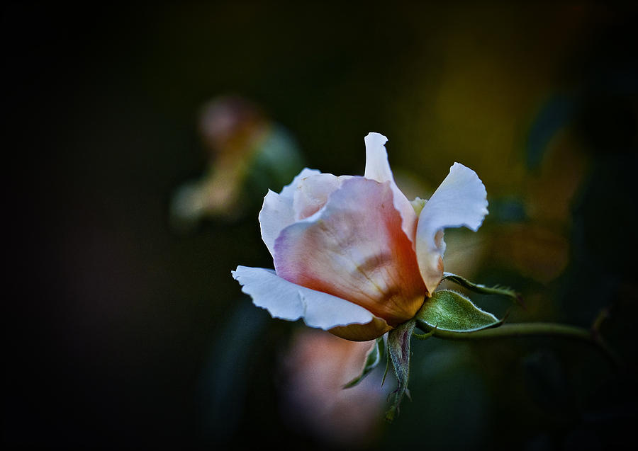 Flowers Still Life Photograph - Rose  by Jamie Cain