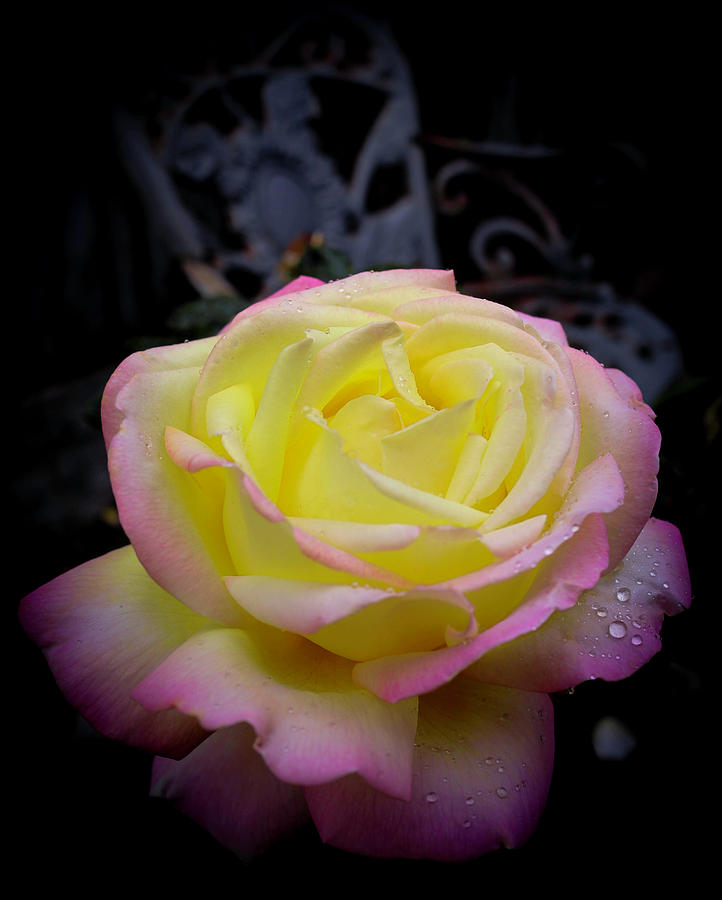 Rose Photograph by Dr Janine Williams
