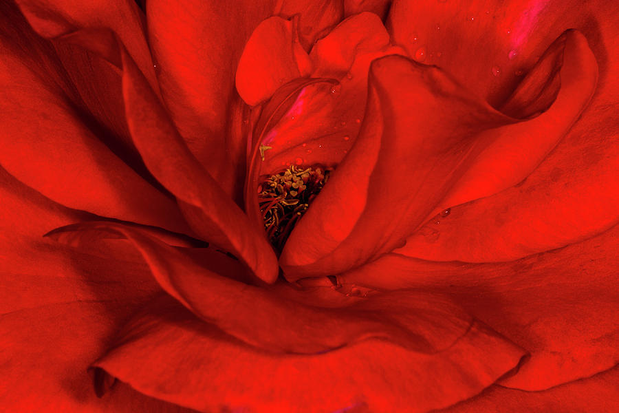 Rose Photograph by Jay Stockhaus