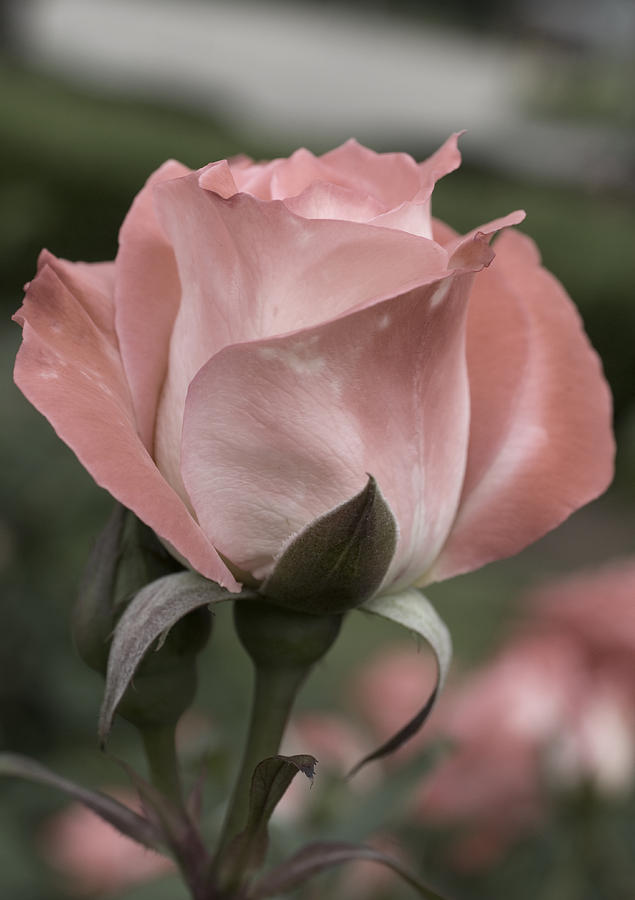 Rose Photograph - Rose by Jessica Wakefield Rose Photograph - Rose by Jessica Wakefield
