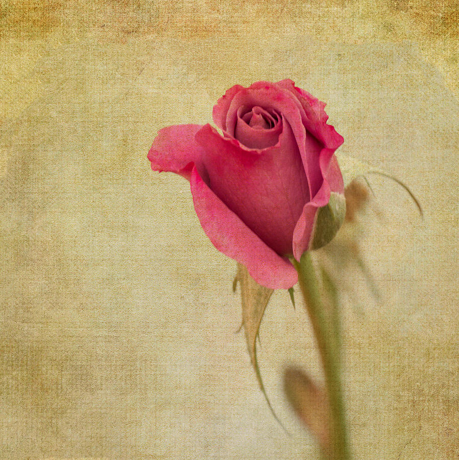 Rose Photograph by Ken Mickel