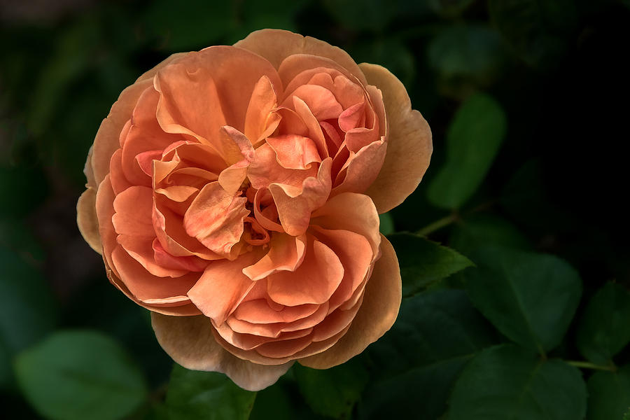Rose Photograph by Kevin Giannini