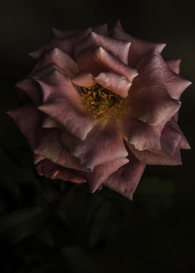 Rose Photograph by Kevin Senter