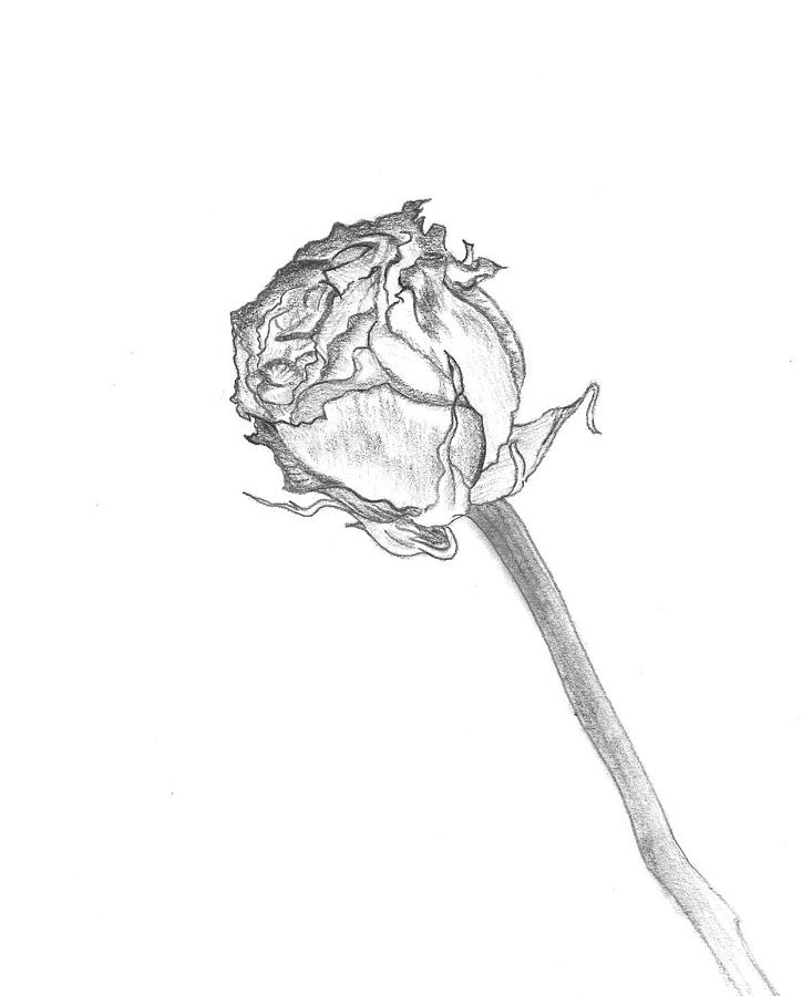 Rose Drawing By Kristallas Suliana We have made a drawing of a dead tree let us try to do a flower this time. rose by kristallas suliana