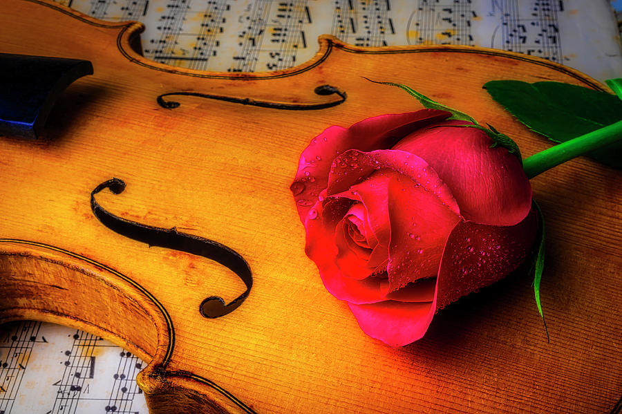 Rose Lasying On Violin Photograph by Garry Gay