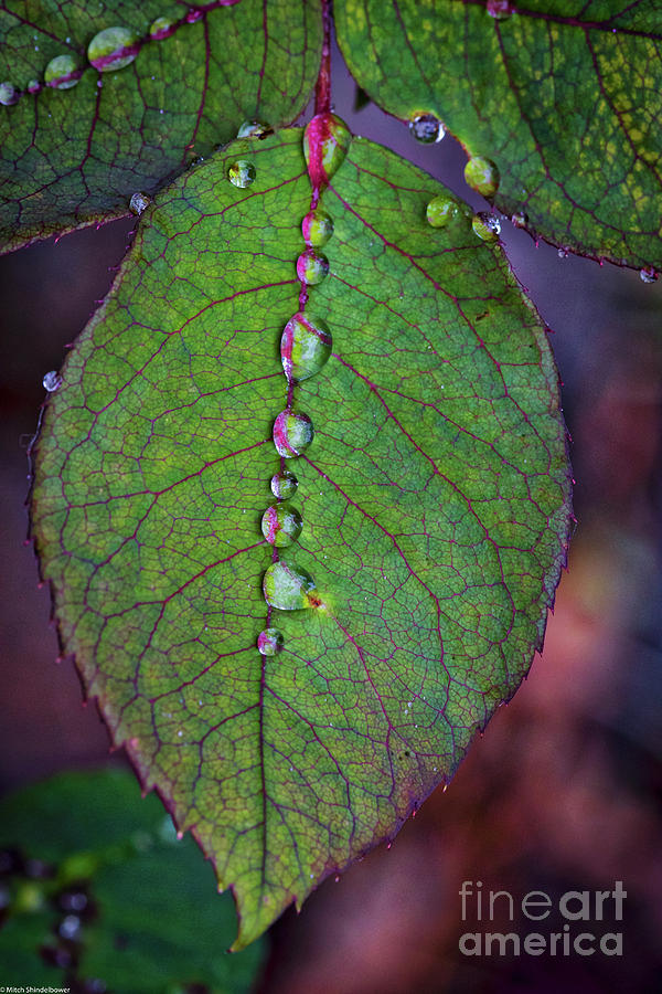 Rose Leaf And Raindrops Photograph by Mitch Shindelbower
