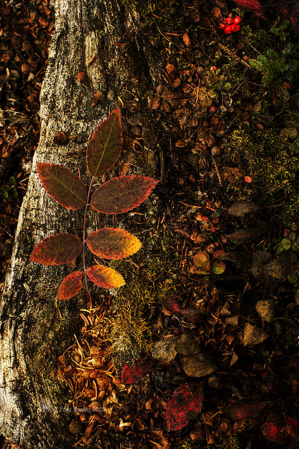 Rose Leaf and the forest floor Photograph by Fred Denner
