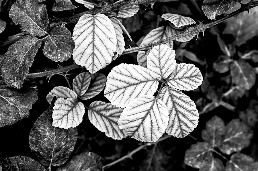 Rose leaves Photograph by Fabrizio Troiani
