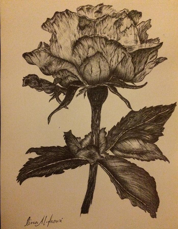 Rose Drawing by Lina Faouri - Fine Art America