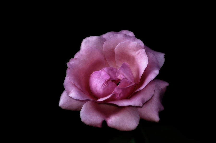 Rose Photograph by Livio Ferrari