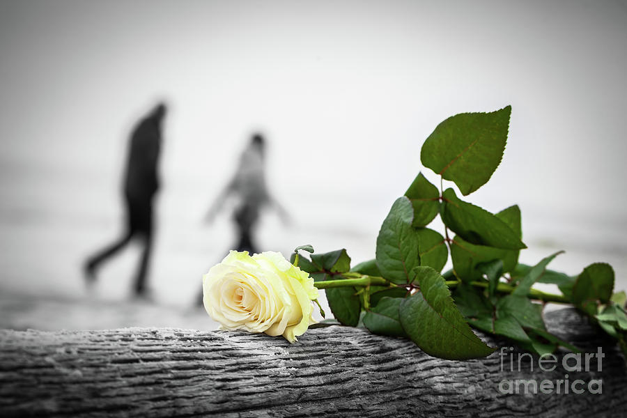 Rose lying on broken tree on the beach. A couple walking in the background. Love Photograph by Michal Bednarek