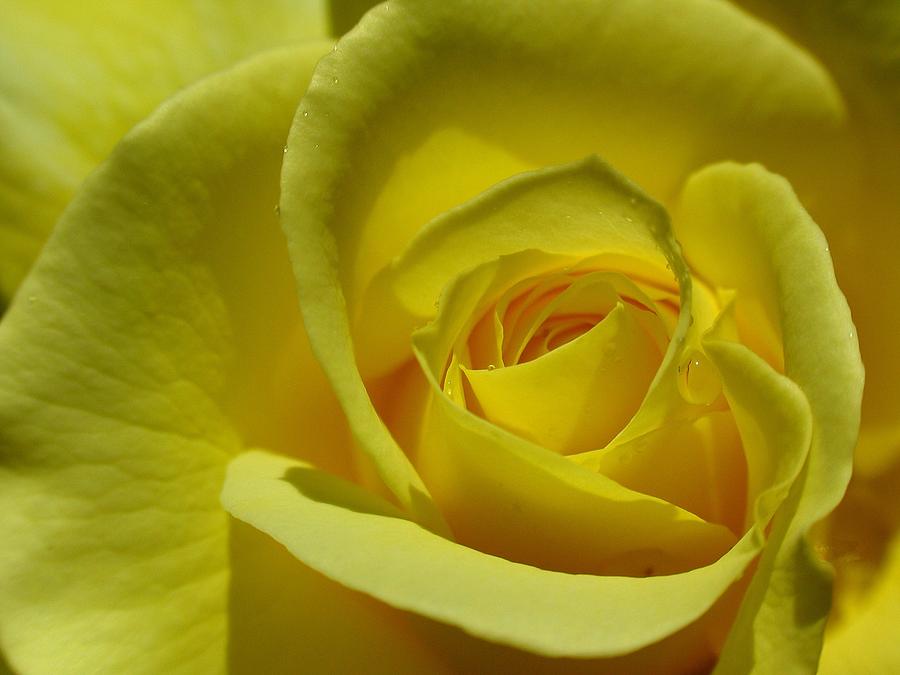 Flower Photograph - Rose Macro by Juergen Roth