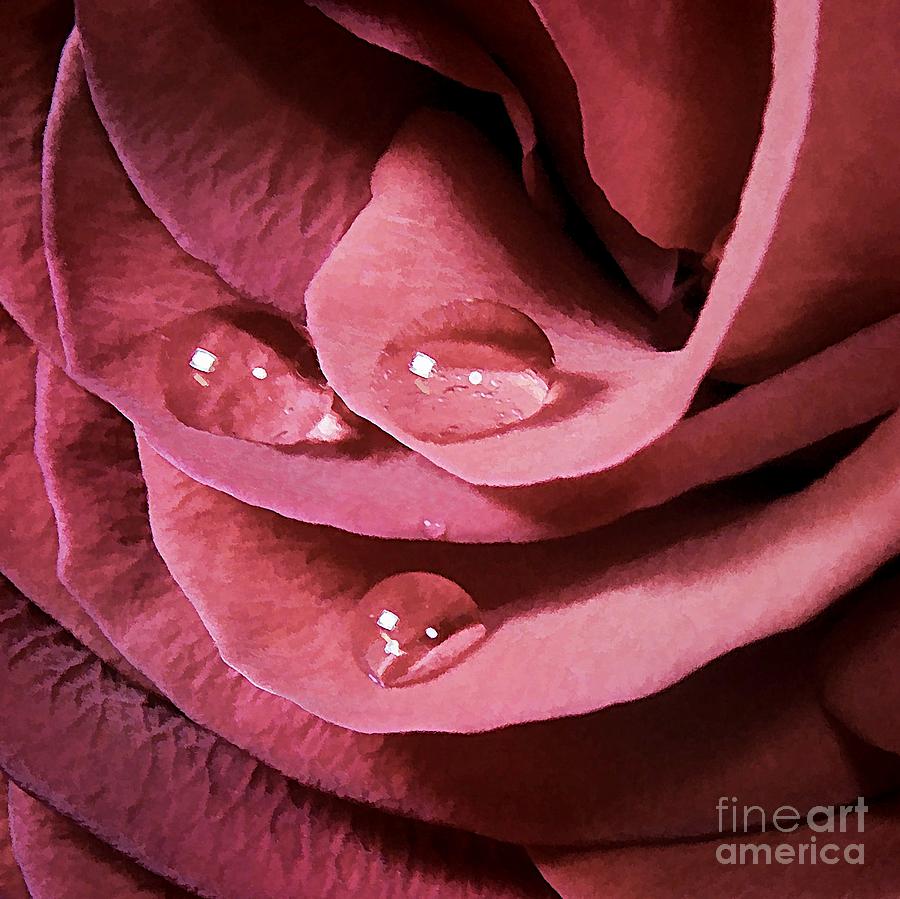 Rose With Water Droplets Photograph by Renee Trenholm