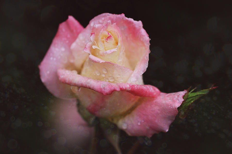 Rose magic Photograph by Vanessa Thomas