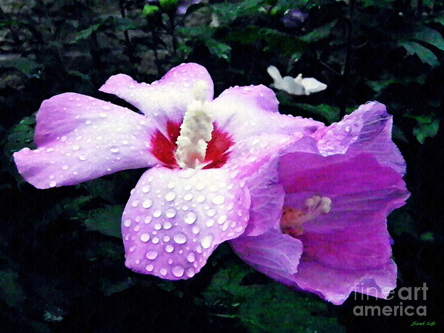 Flower Photograph - Rose Mallow After the Rain by Sarah Loft