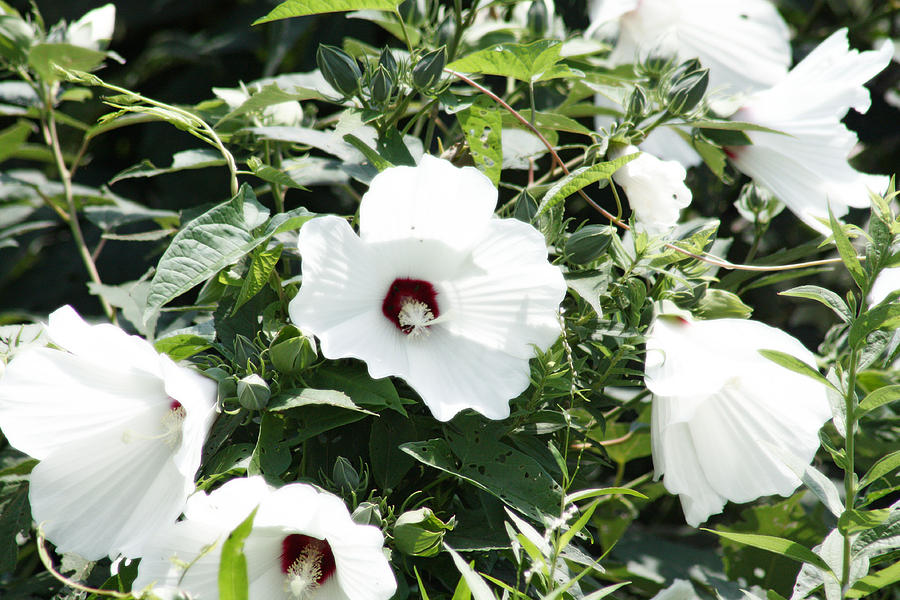 Rose Mallow Photograph by Captain Debbie Ritter