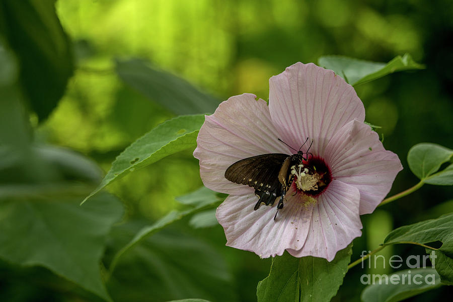 Rose Mallow Photograph by Reva Dow