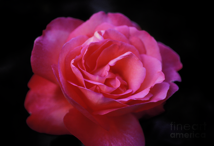 Rose Photograph by Marc Bittan