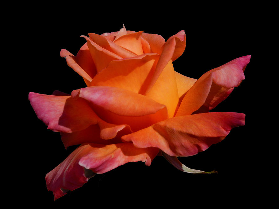 Rose Photograph by Mark Blauhoefer