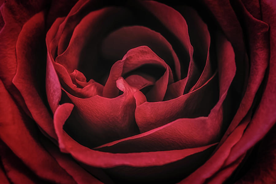 Rose Photograph by Michael Demagall