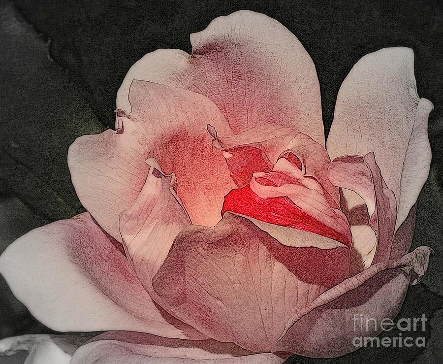 Inner Glow - Pink Rose Photograph by Miriam Danar