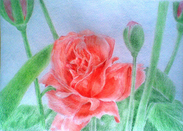 Rose Drawing by Nadi Sabirova