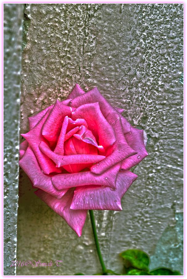 Rose Named Pink Digital Art by Sonali Gangane