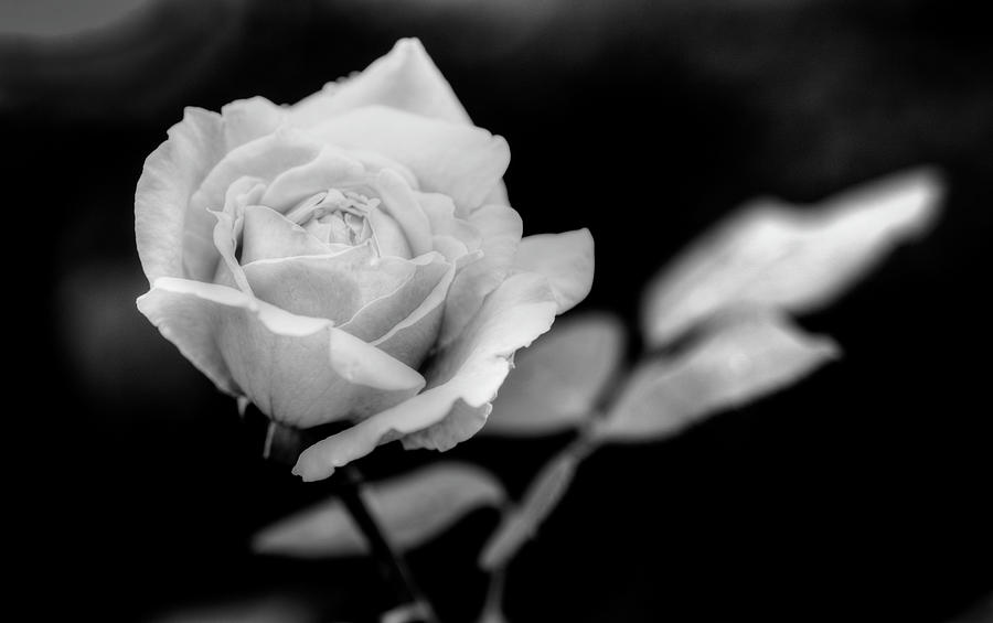 Rose Photograph by Norman Reid