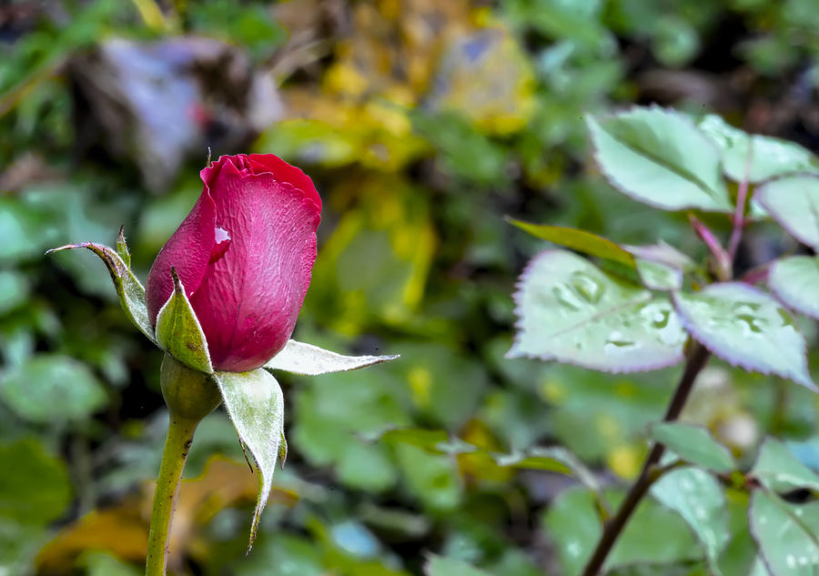 Rose November  Photograph by Leif Sohlman
