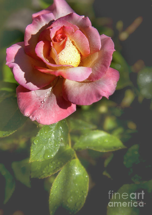 Rose Number 24 Photograph by David Millenheft