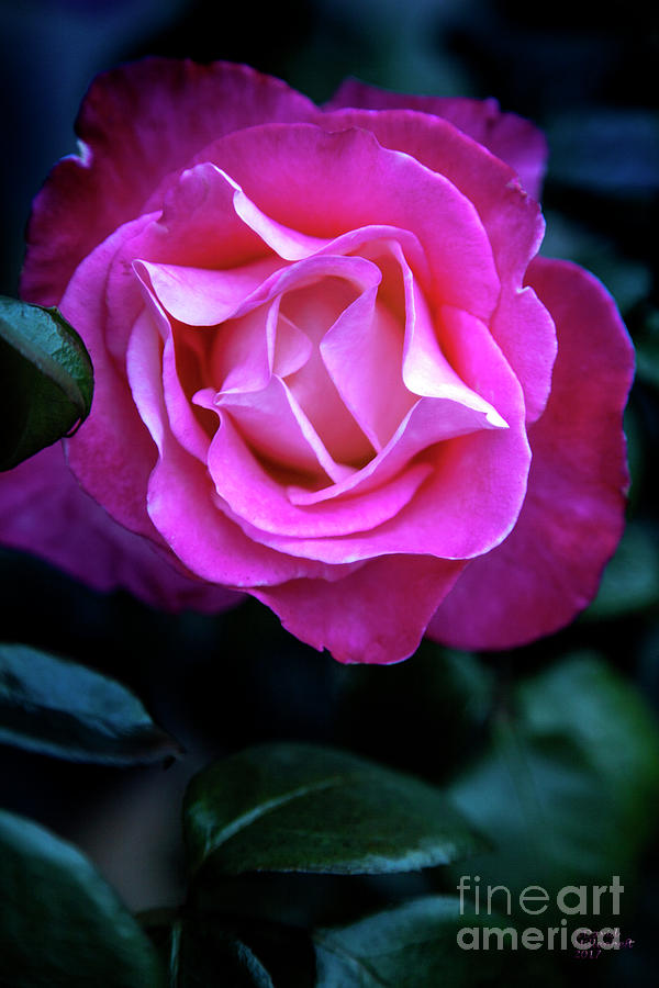 Rose Number 7 Photograph by David Millenheft