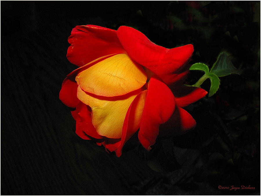 Rose Of Fire Photograph by Joyce Dickens