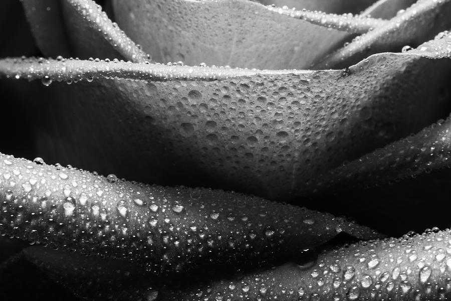 Rose of Lines And Rain Photograph by Tammy Ray