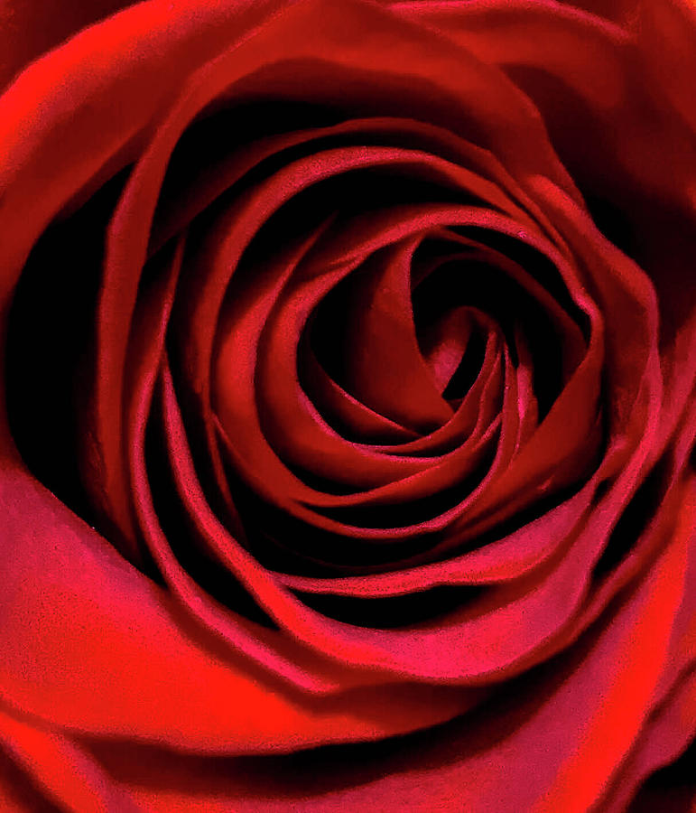 Rose of Love Photograph by Steph Gabler