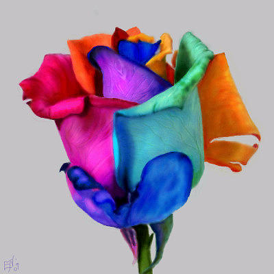 Rose Digital Art - Rose of Many Colors by Ellen Dawson