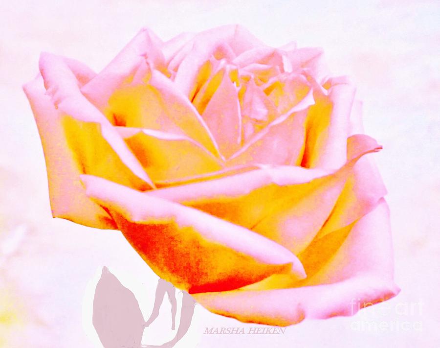 Rose of Many Colors Digital Art by Marsha Heiken
