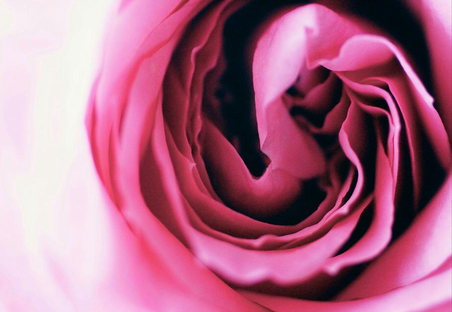 Rose of Mari Photograph by The Art Of Marilyn Ridoutt-Greene