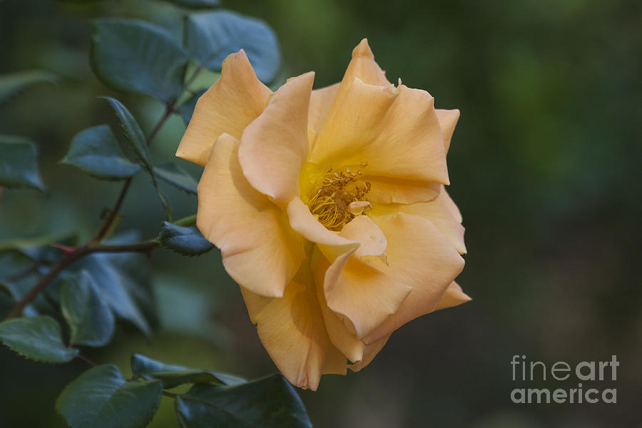Nature Photograph - Rose of Orange by Ruth Jolly
