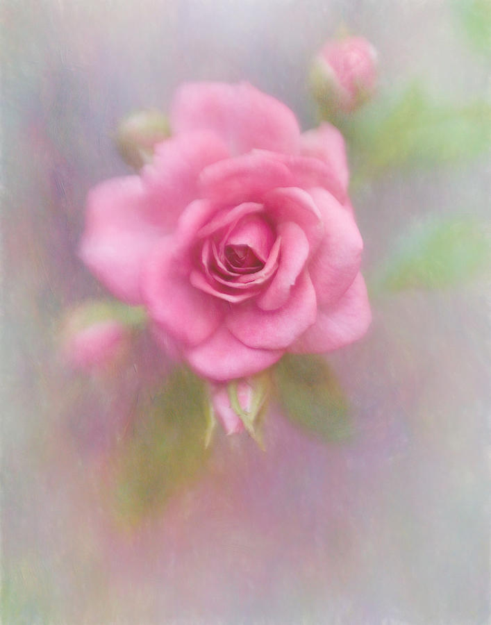 Rose of Pink Photograph by David and Carol Kelly