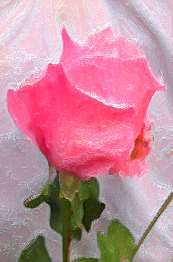 Rose of Pink Three Photograph by Morgan Carter