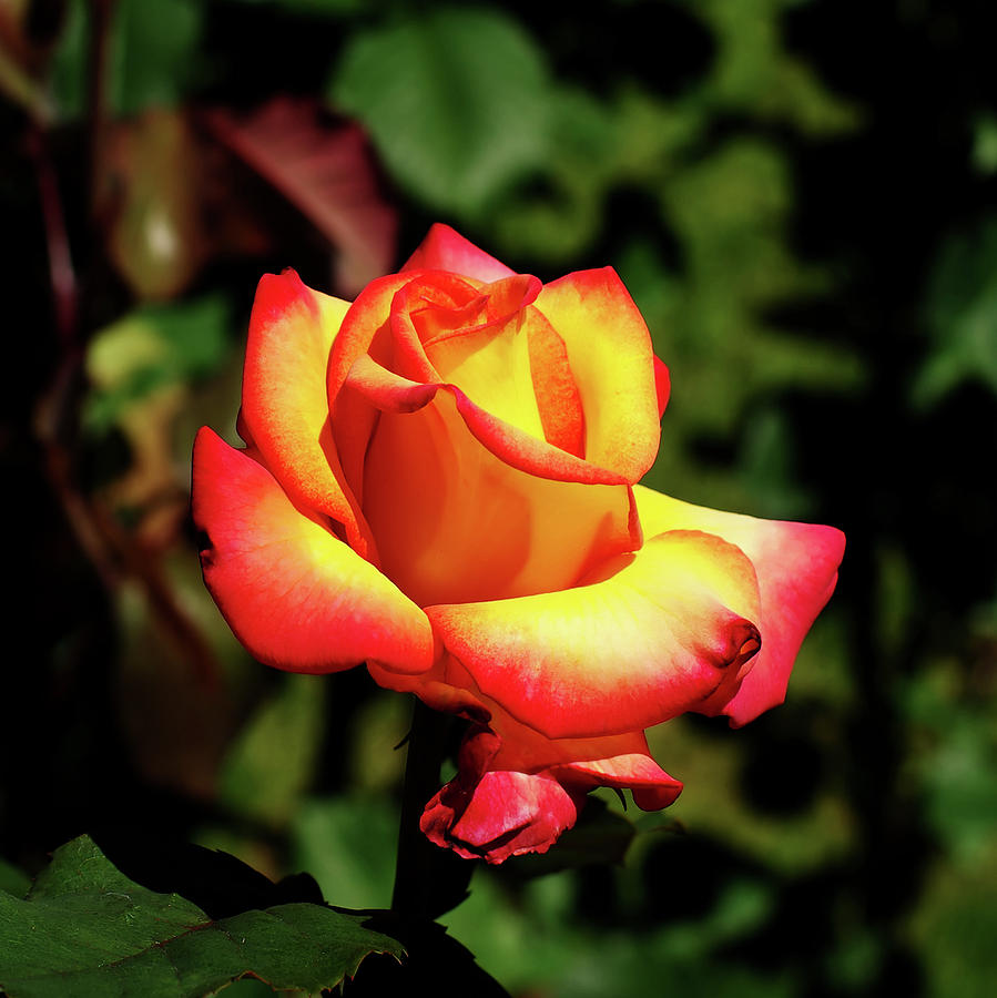 Rose of Portland 2 Photograph by Dale Stillman