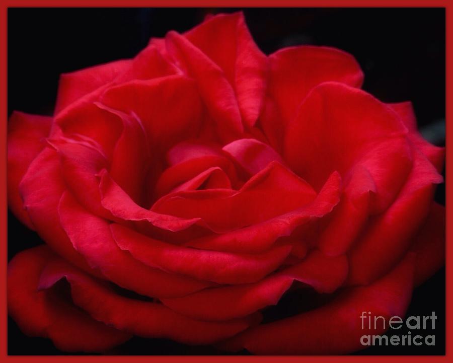 Rose Of Red Bordered Photograph